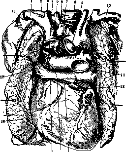 Heart: figure 7 from the 1928–1936 encyclopedia article