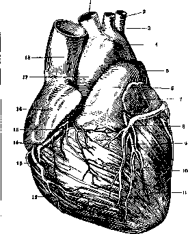 Heart: figure 20 from the 1928–1936 encyclopedia article