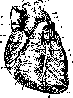 Heart: figure 8 from the 1928–1936 encyclopedia article