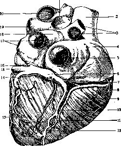 Heart: figure 21 from the 1928–1936 encyclopedia article