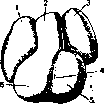 Heart: figure 3 from the 1928–1936 encyclopedia article