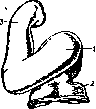 Heart: figure 2 from the 1928–1936 encyclopedia article