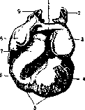 Heart: figure 5 from the 1928–1936 encyclopedia article