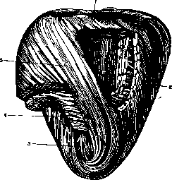 Heart: figure 17 from the 1928–1936 encyclopedia article