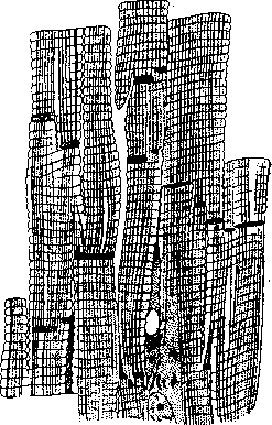 Heart: figure 19 from the 1928–1936 encyclopedia article