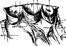 Heart: figure 16 from the 1928–1936 encyclopedia article