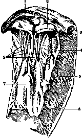Heart: figure 15 from the 1928–1936 encyclopedia article