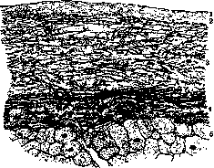 Heart: figure 18 from the 1928–1936 encyclopedia article
