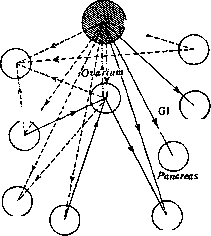 Pregnancy: figure 6 from the 1928–1936 encyclopedia article