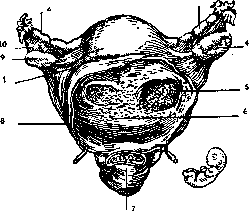 Pregnancy: figure 21 from the 1928–1936 encyclopedia article