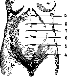 Pregnancy: figure 5 from the 1928–1936 encyclopedia article