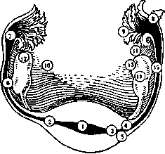 Pregnancy: figure 13 from the 1928–1936 encyclopedia article