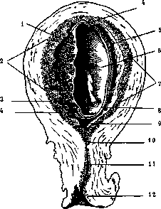 Pregnancy: figure 4 from the 1928–1936 encyclopedia article