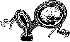 Pregnancy: figure 22 from the 1928–1936 encyclopedia article