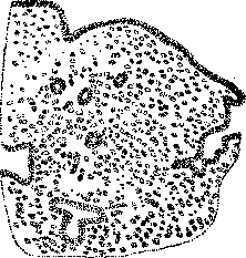 Pregnancy: figure 14 from the 1928–1936 encyclopedia article