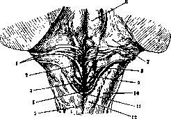 Hypoglossus Nerve: figure 1 from the 1928–1936 encyclopedia article
