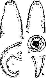 Dracunculiasis: figure 2 from the 1928–1936 encyclopedia article