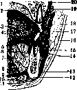 Sublingual Gland: figure 1 from the 1928–1936 encyclopedia article