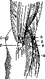 Mucous Bursa: figure 3 from the 1928–1936 encyclopedia article
