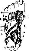Mucous Bursa: figure 7 from the 1928–1936 encyclopedia article