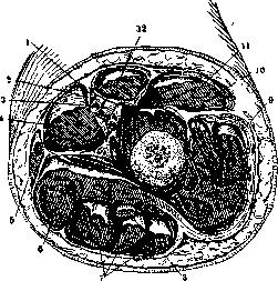 Femur: figure 4 from the 1928–1936 encyclopedia article