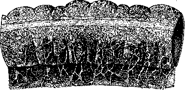 Intestine: figure 13 from the 1928–1936 encyclopedia article