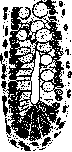 Intestine: figure 19 from the 1928–1936 encyclopedia article