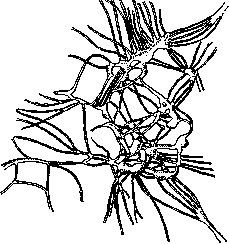 Intestine: figure 16 from the 1928–1936 encyclopedia article