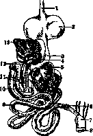 Intestine: figure 2 from the 1928–1936 encyclopedia article