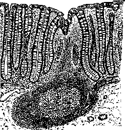 Intestine: figure 20 from the 1928–1936 encyclopedia article