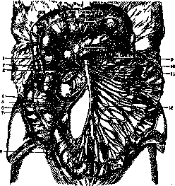 Intestine: figure 9 from the 1928–1936 encyclopedia article