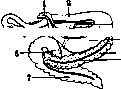Intestine: figure 3 from the 1928–1936 encyclopedia article