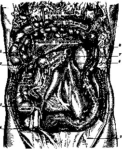 Intestine: figure 8 from the 1928–1936 encyclopedia article