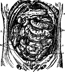 Intestine: figure 5 from the 1928–1936 encyclopedia article