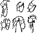 Intestine: figure 10 from the 1928–1936 encyclopedia article