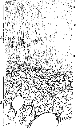 Adrenal Glands: figure 14 from the 1928–1936 encyclopedia article