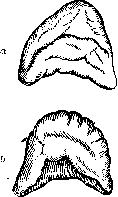 Adrenal Glands: figure 5 from the 1928–1936 encyclopedia article
