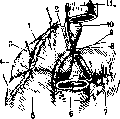 Adrenal Glands: figure 10 from the 1928–1936 encyclopedia article