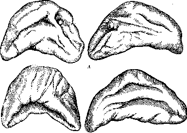 Adrenal Glands: figure 9 from the 1928–1936 encyclopedia article
