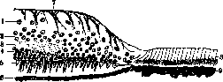 Retina: figure 3 from the 1928–1936 encyclopedia article