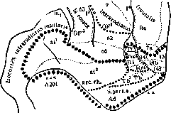 Allocortex: figure 1 from the 1928–1936 encyclopedia article