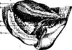 Submandibular Gland: figure 1 from the 1928–1936 encyclopedia article