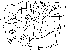 Middle Ear: figure 3 from the 1928–1936 encyclopedia article