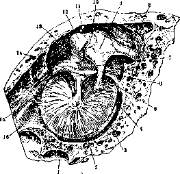 Middle Ear: figure 2 from the 1928–1936 encyclopedia article