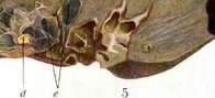 Feces: figure 3 from the 1928–1936 encyclopedia article