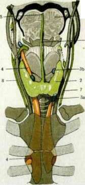 Pharyngeal Reflex: figure 2 from the 1928–1936 encyclopedia article
