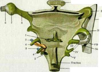 Pharyngeal Reflex: figure 1 from the 1928–1936 encyclopedia article