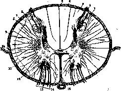 Zona: figure 2 from the 1928–1936 encyclopedia article