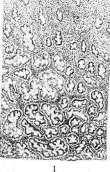 Birefringent Substances: figure 1 from the 1928–1936 encyclopedia article