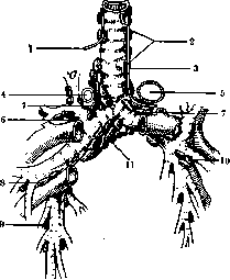 Bronchial Glands: figure 1 from the 1928–1936 encyclopedia article